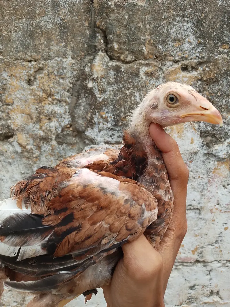 High quality aseel chicks — photo 6