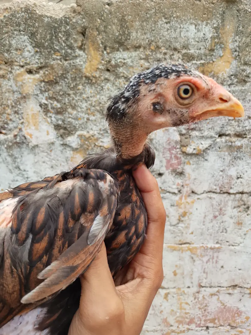 High quality aseel chicks — photo 7