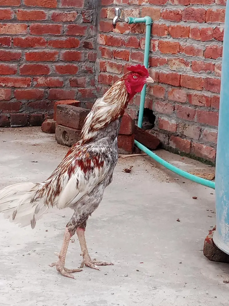 pure aseel burmi murga اصیل برمی مرغا لڑائی والا — photo 2