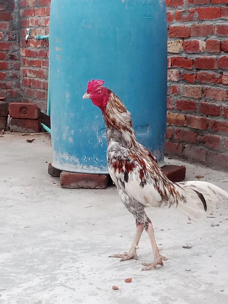 pure aseel burmi murga اصیل برمی مرغا لڑائی والا — photo 3