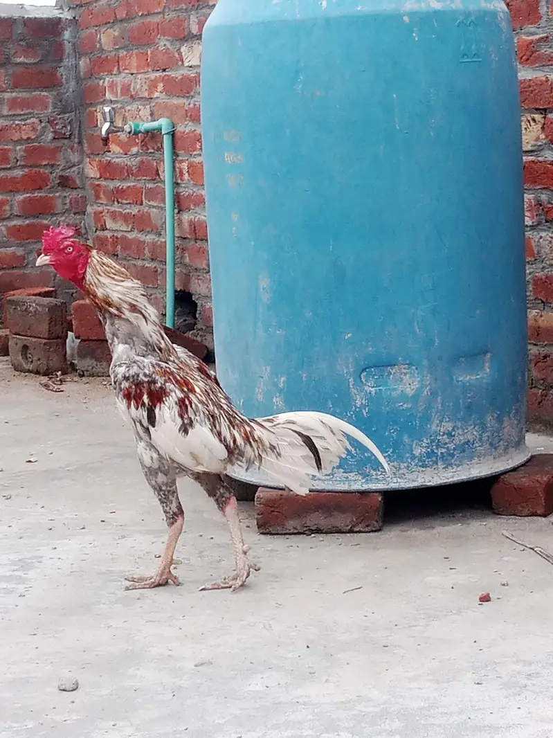 pure aseel burmi murga اصیل برمی مرغا لڑائی والا — photo 4