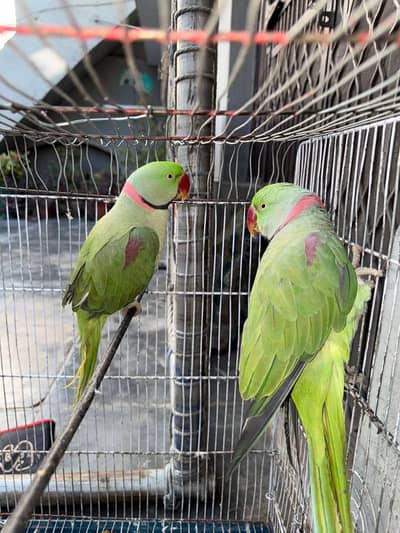 raw parrot pair