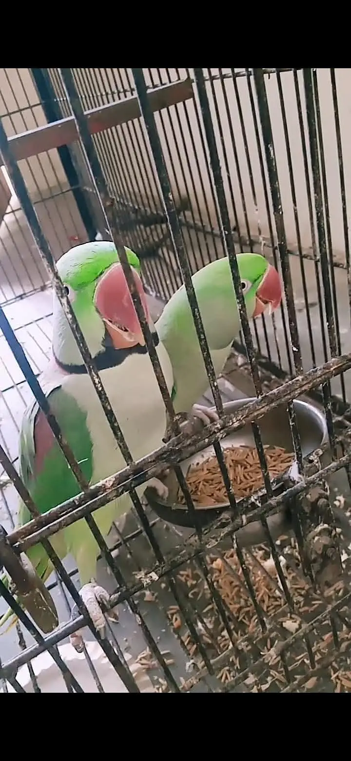raw parrot pair — photo 2