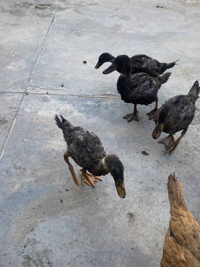 Khaki campbell ducks
