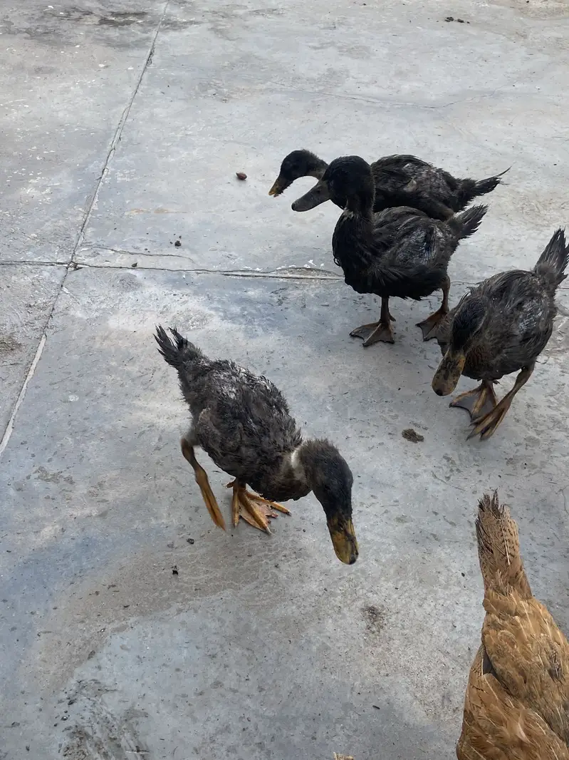 Khaki campbell ducks