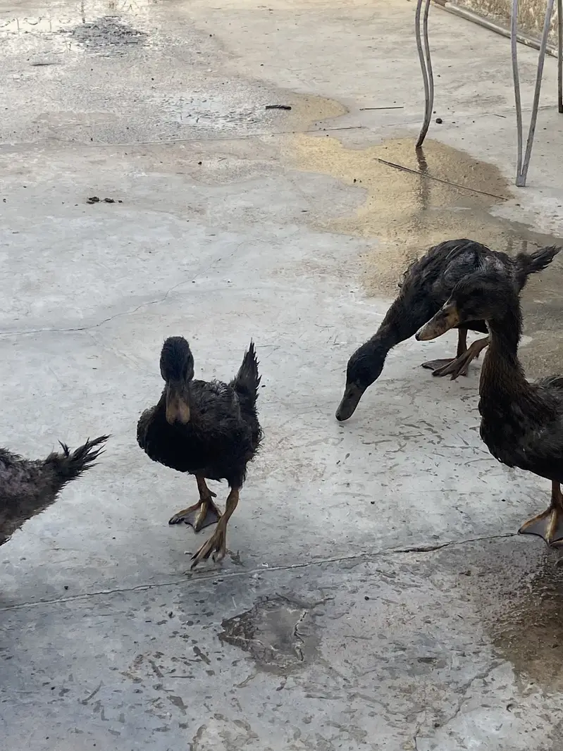 Khaki campbell ducks — photo 2