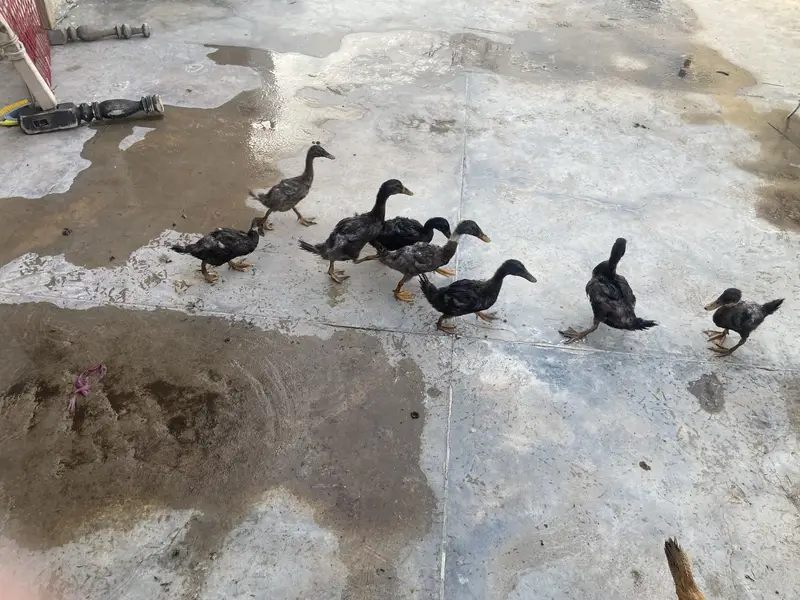 Khaki campbell ducks — photo 3