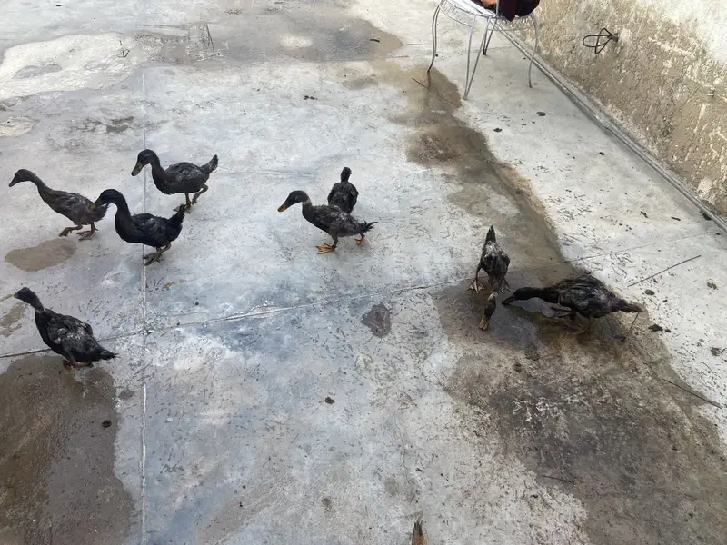 Khaki campbell ducks — photo 4