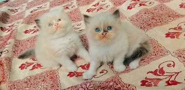 Show quality ragdoll and pure Persian beautiful kittens for sale