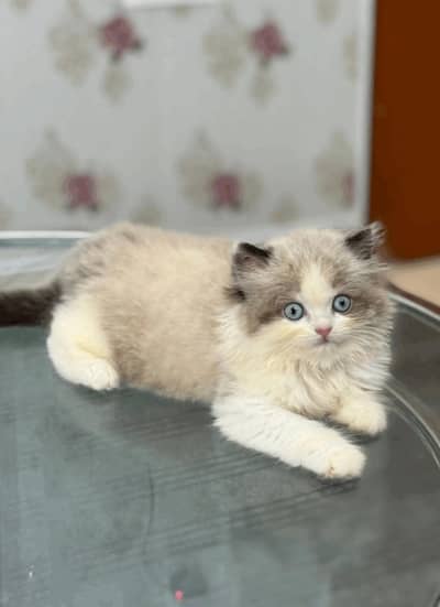 Show quality ragdoll and pure Persian beautiful kittens for sale