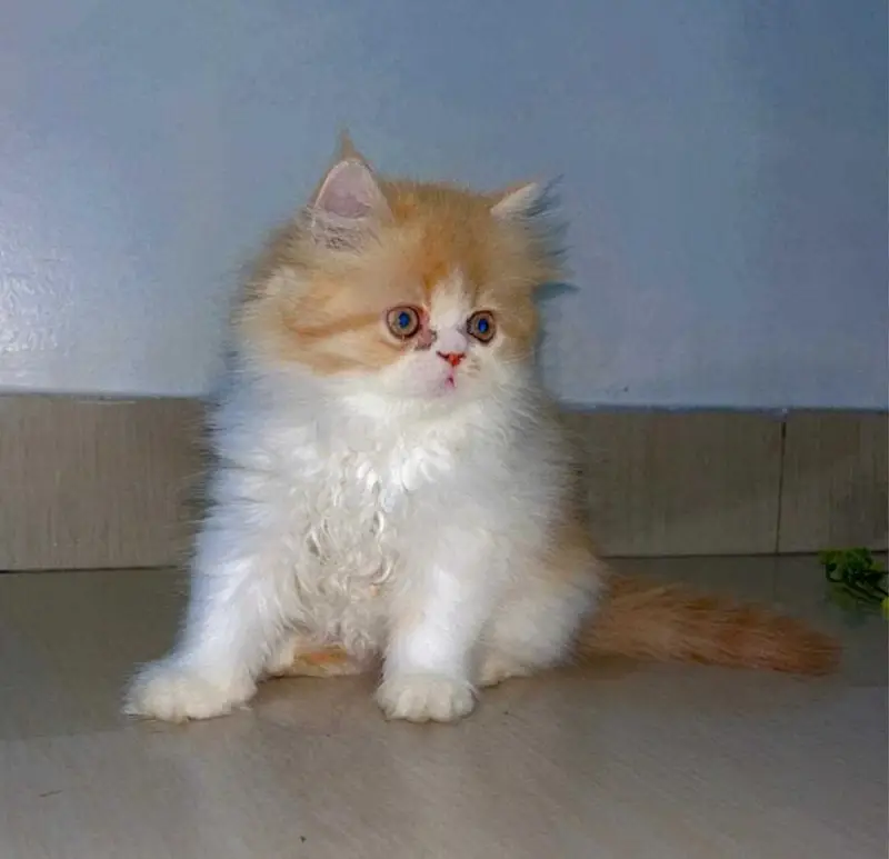 Show quality ragdoll and pure Persian beautiful kittens for sale — photo 3