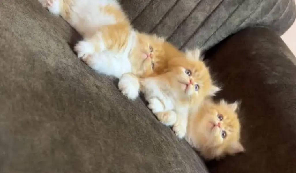 Show quality ragdoll and pure Persian beautiful kittens for sale — photo 4
