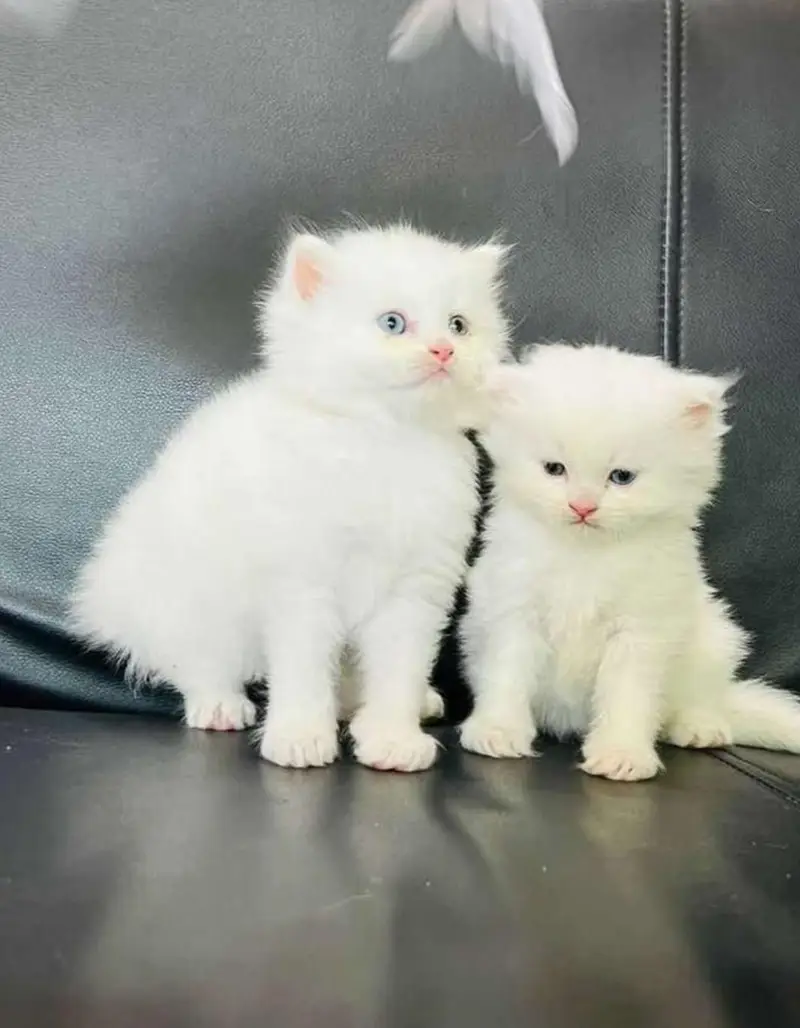Show quality ragdoll and pure Persian beautiful kittens for sale — photo 5