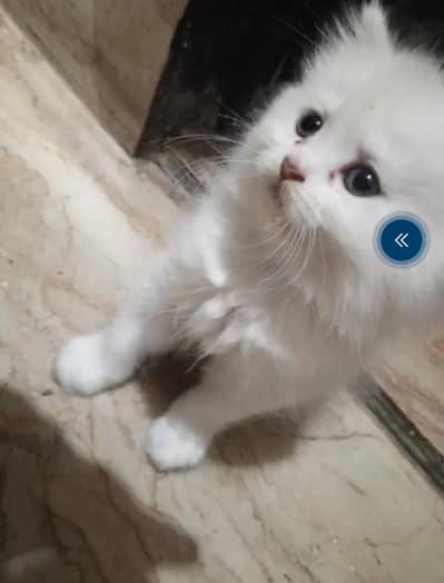 so beautiful Persian