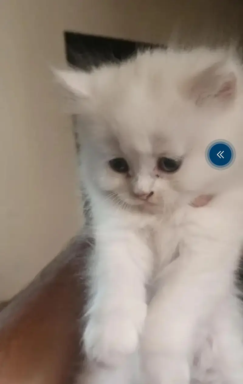 so beautiful Persian — photo 2