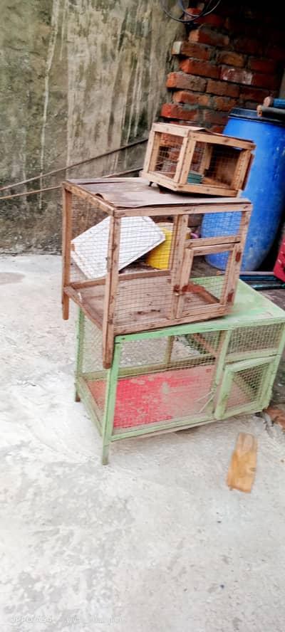 Birds Cages