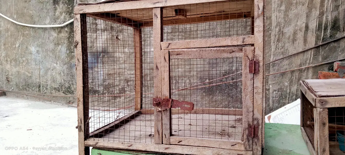 Birds Cages — photo 2