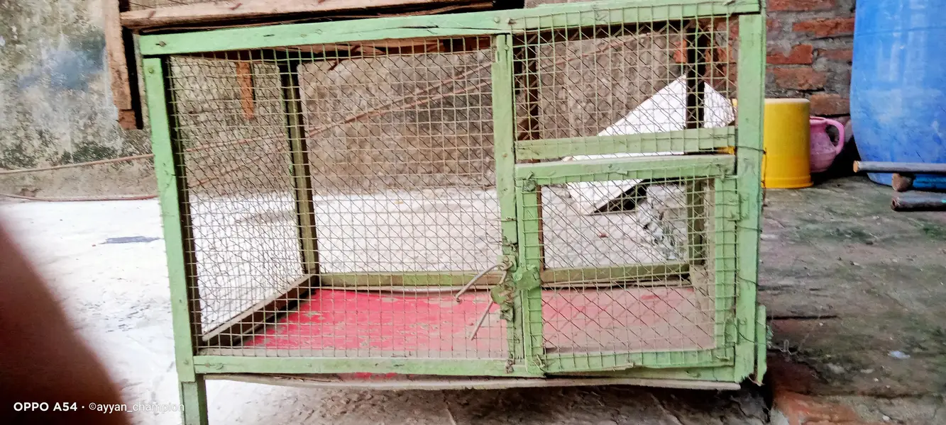Birds Cages — photo 3