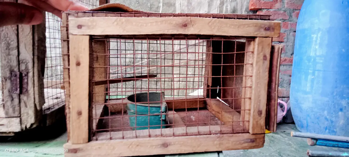 Birds Cages — photo 4