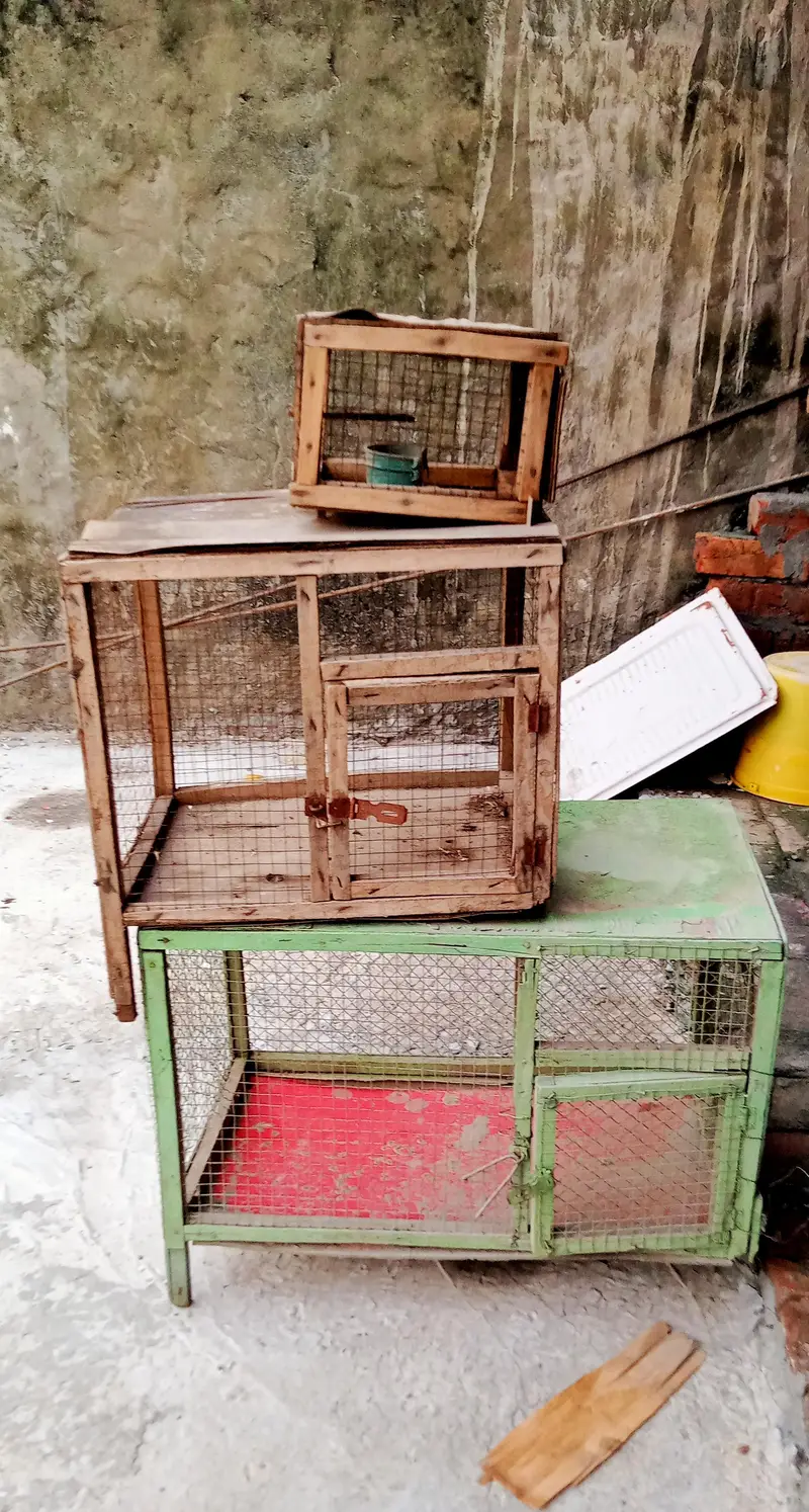 Birds Cages — photo 5