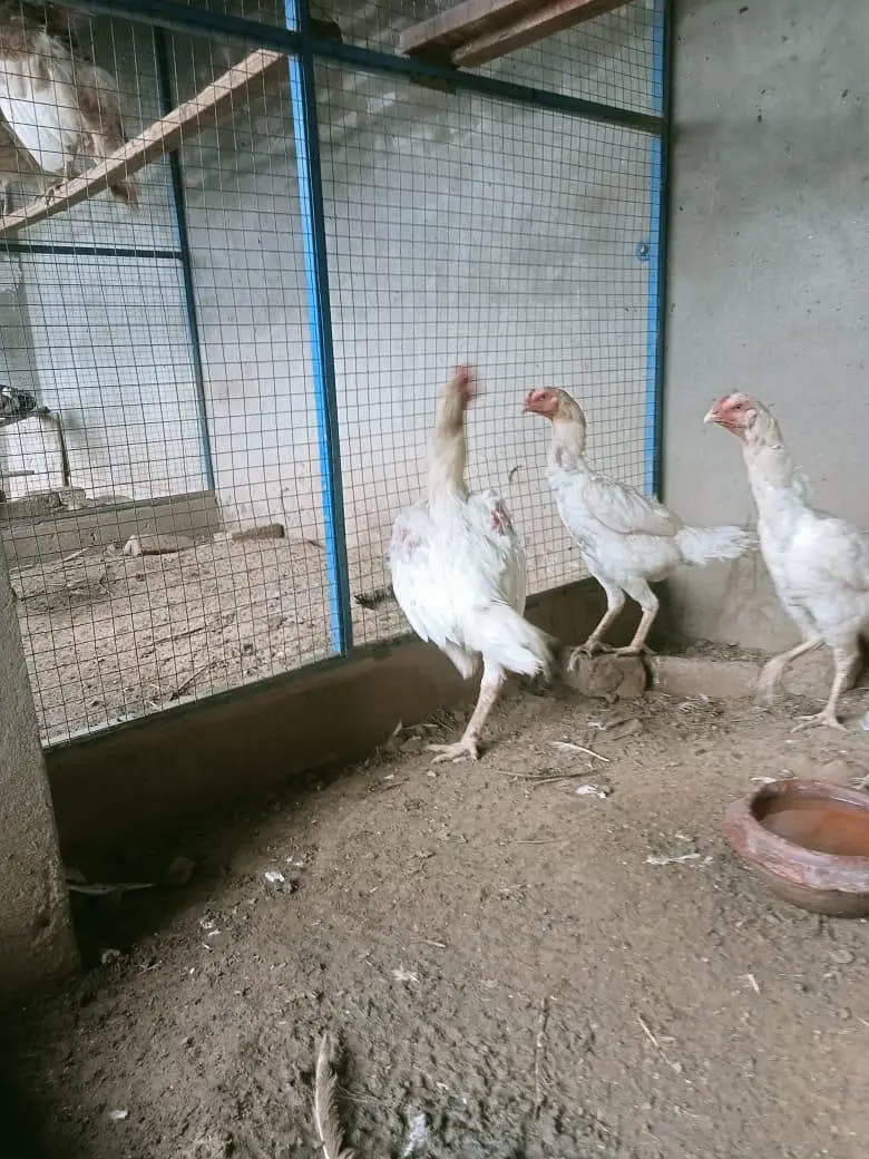 White Shamo — photo 4