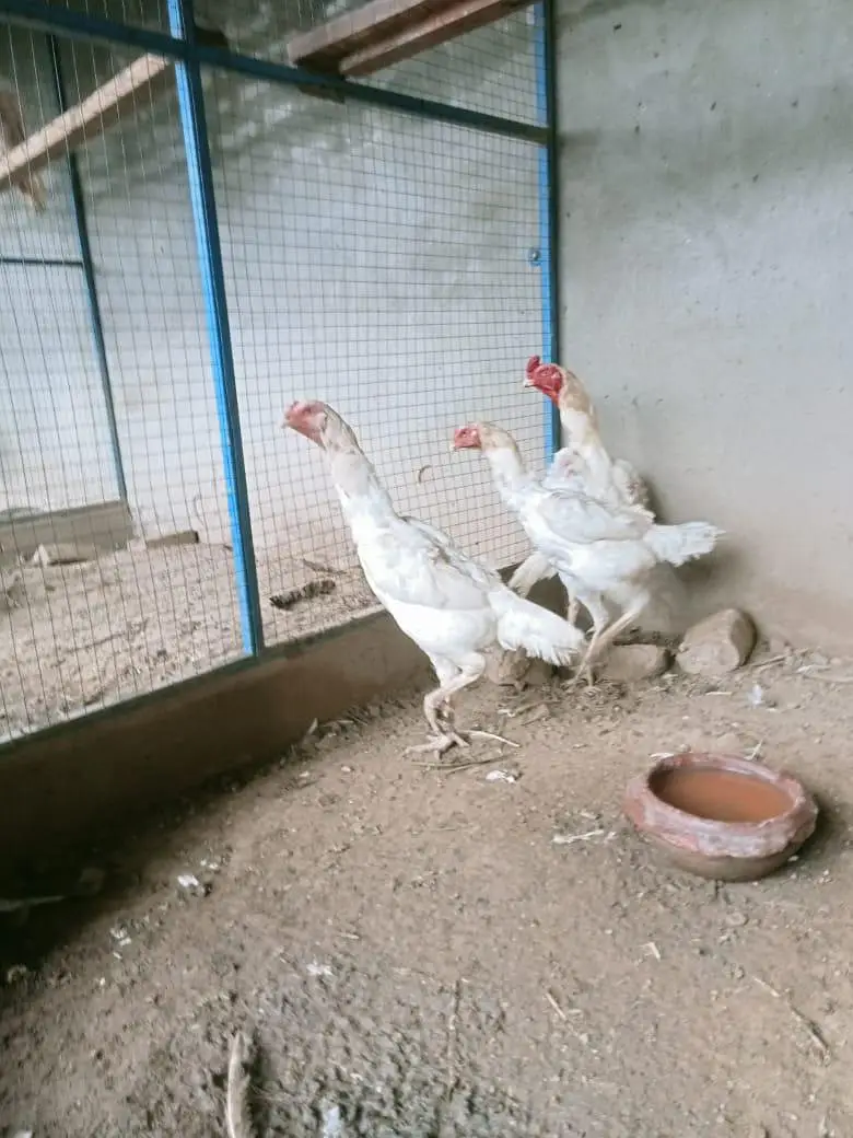 White Shamo — photo 5