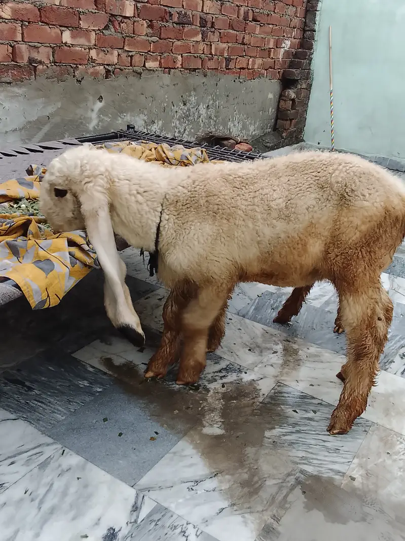 Kajla shattra — photo 3
