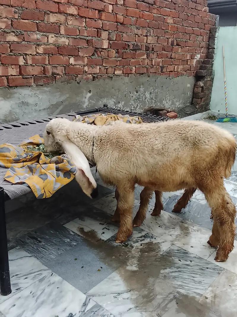 Kajla shattra — photo 4