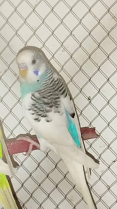 Budgies