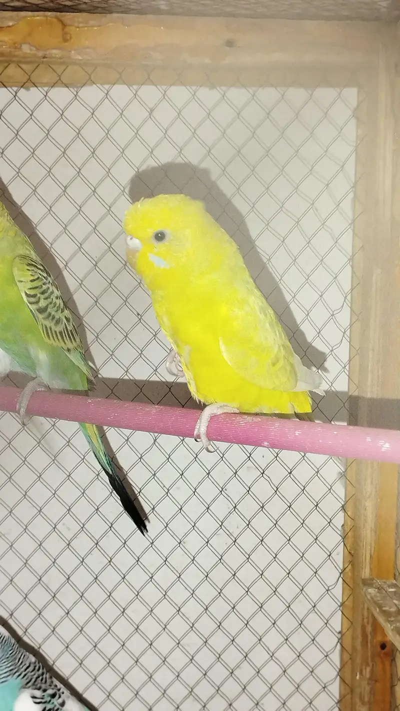 Budgies — photo 2