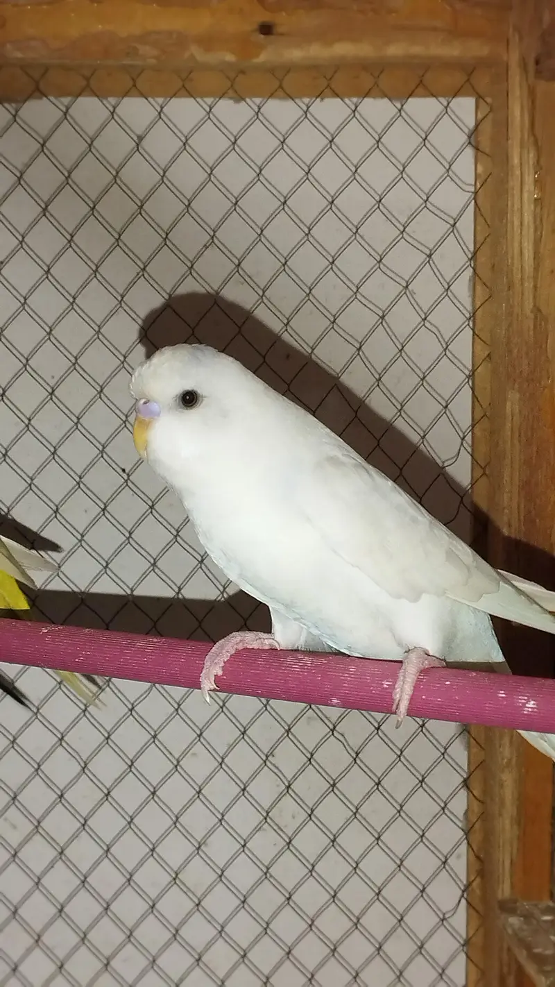Budgies — photo 3