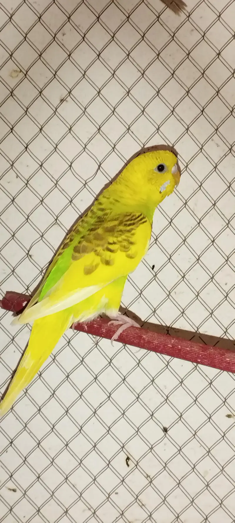 Budgies — photo 4