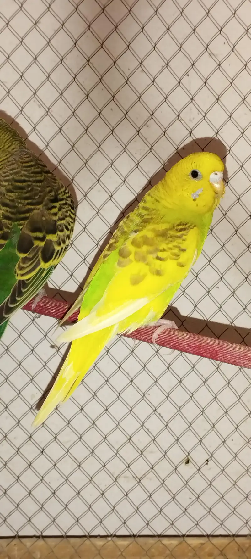 Budgies — photo 5