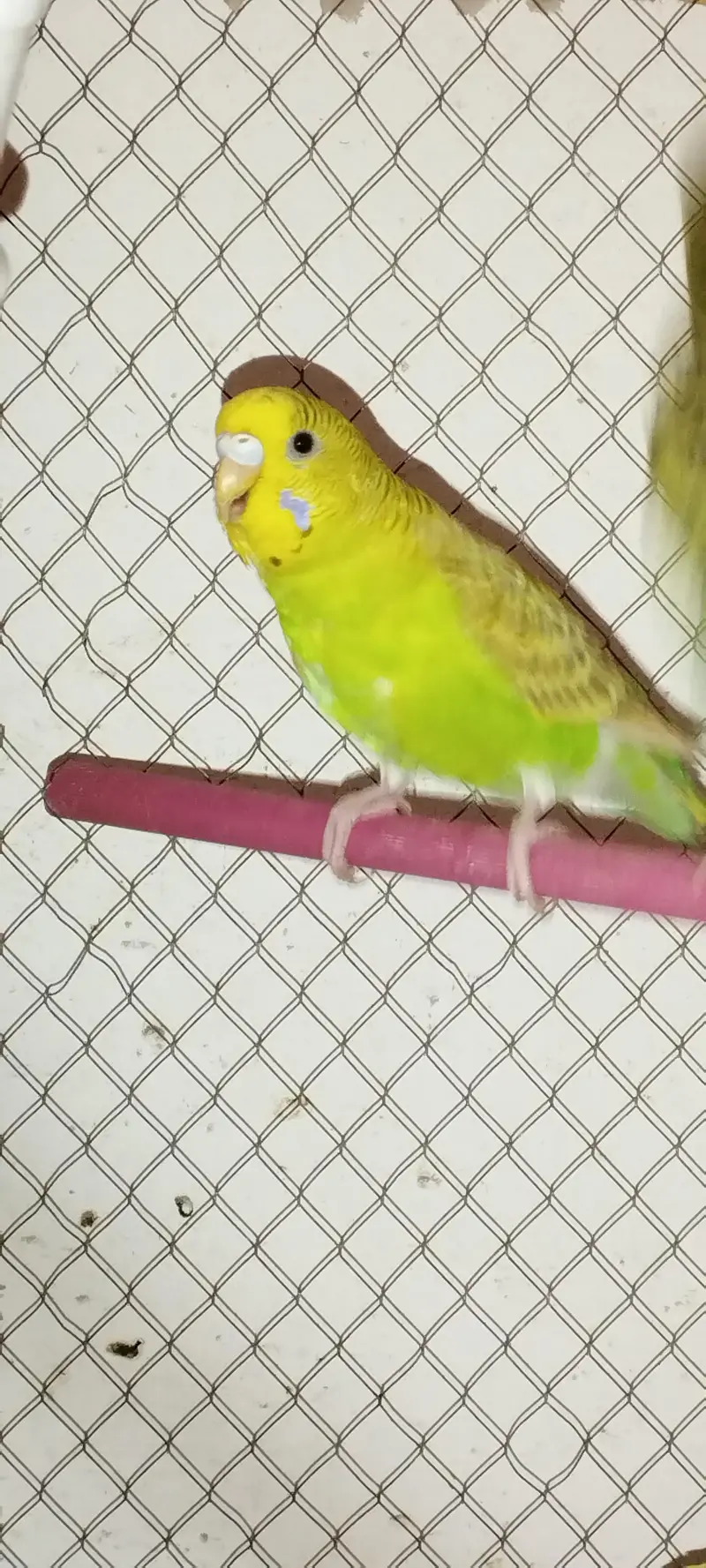 Budgies — photo 6