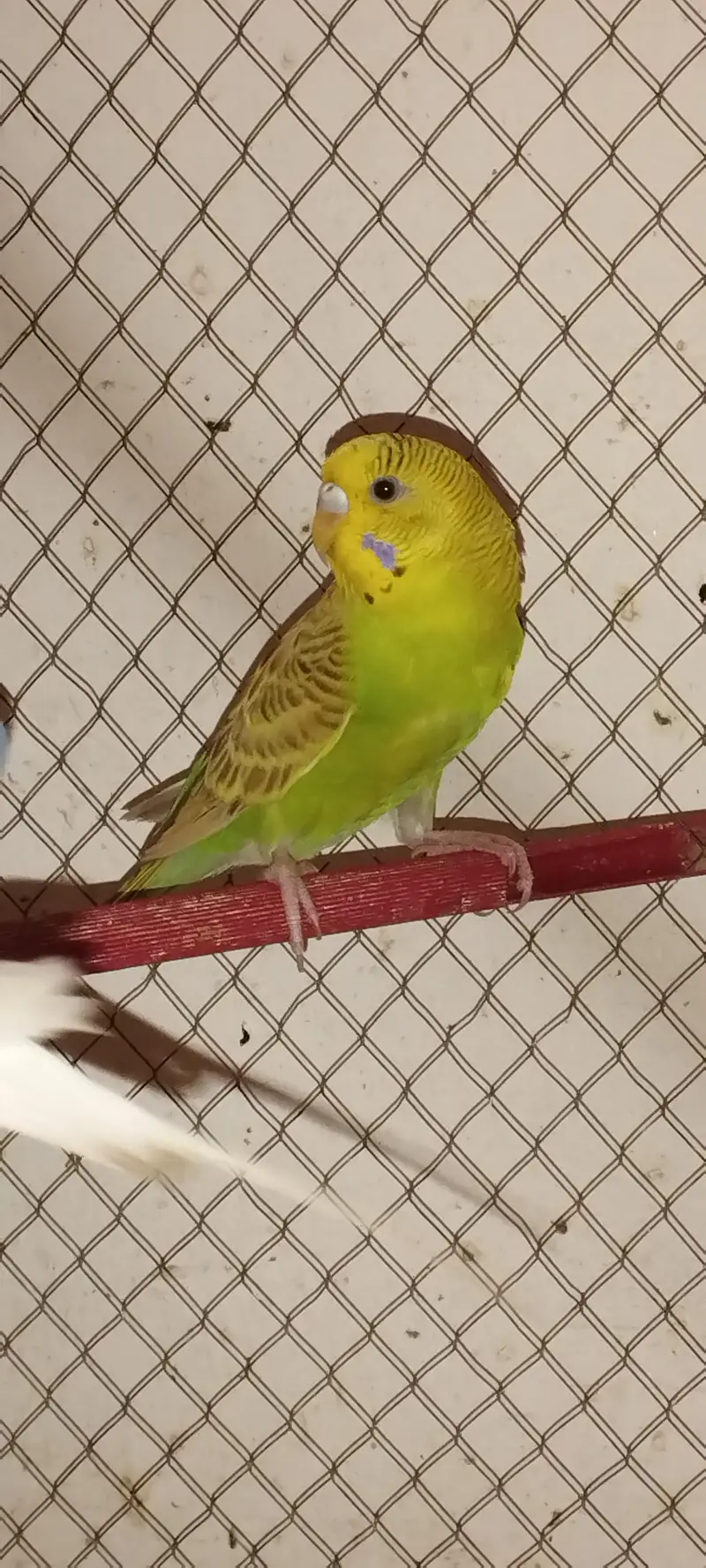Budgies — photo 7