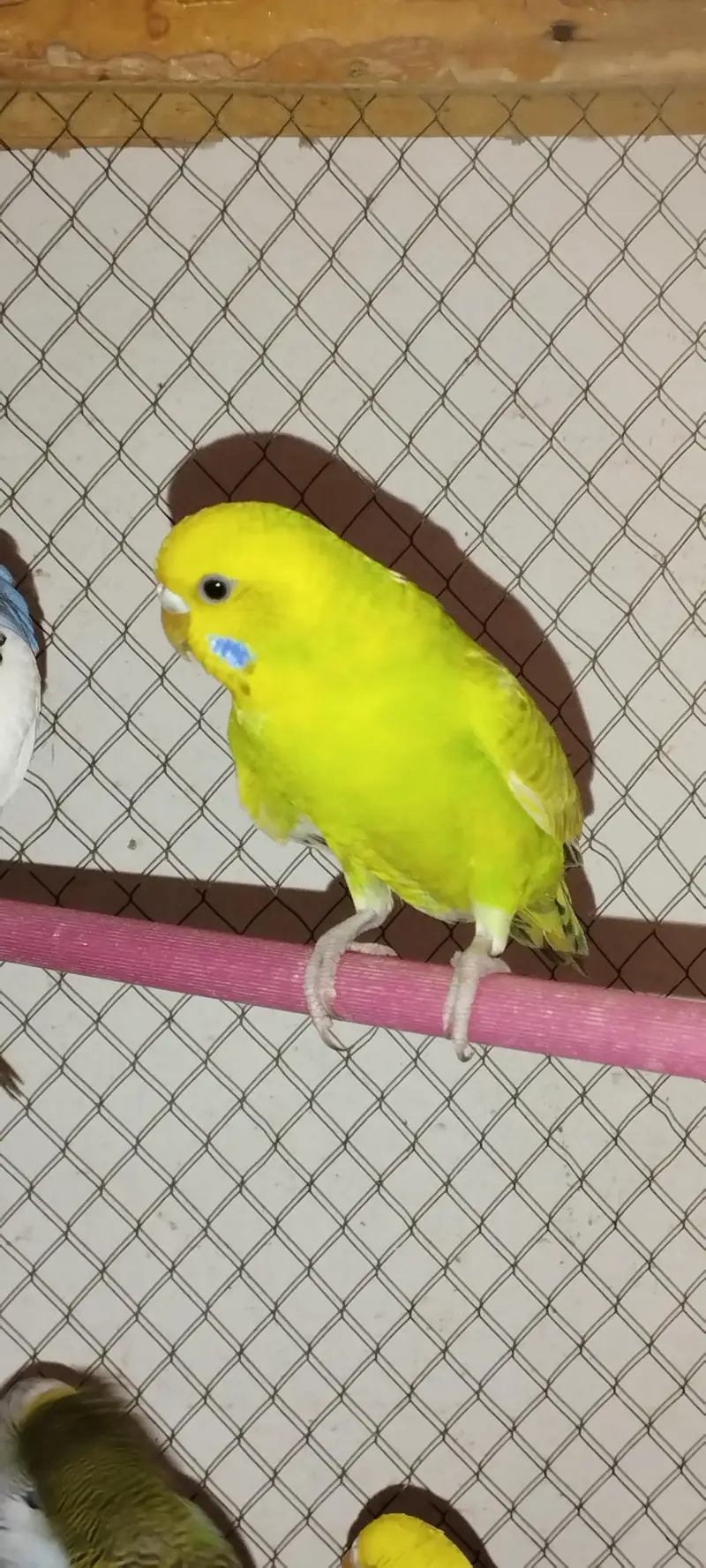 Budgies — photo 9