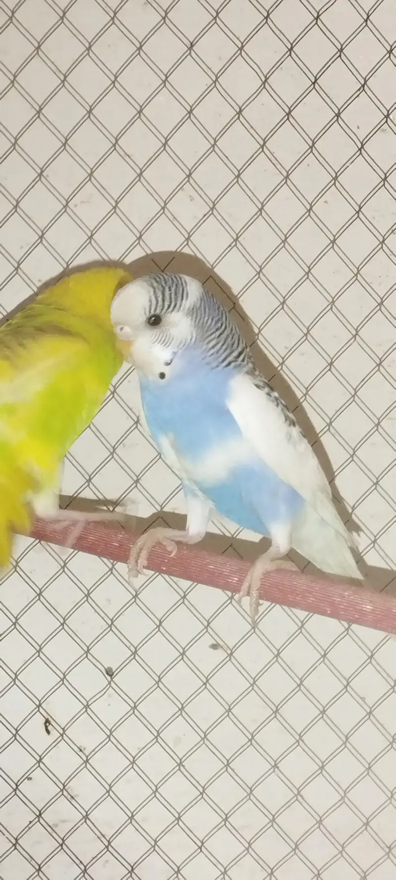Budgies — photo 10