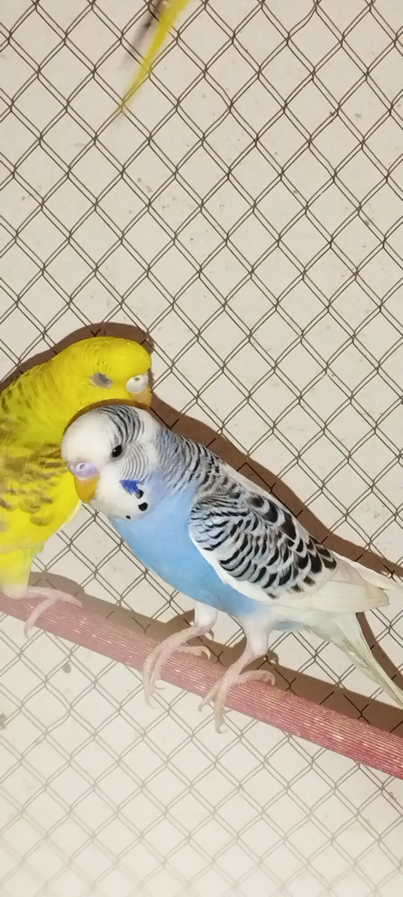 Budgies — photo 11