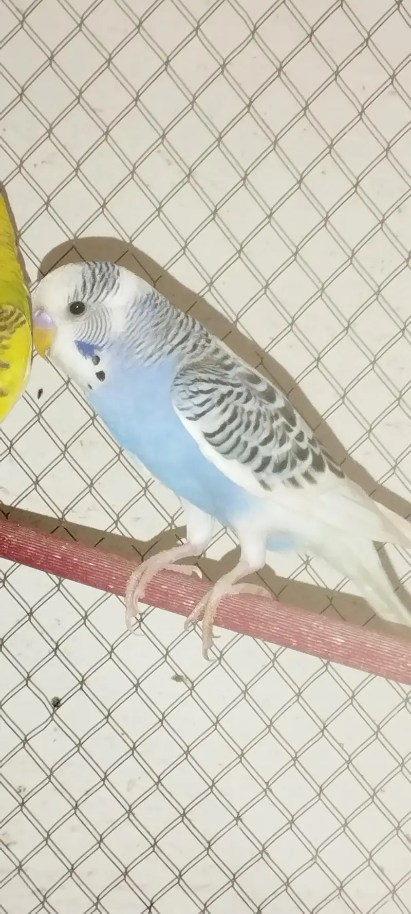 Budgies — photo 12