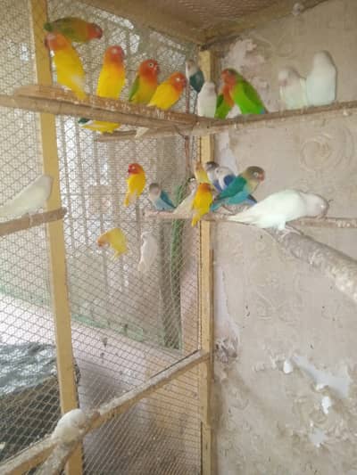 All colony for sale