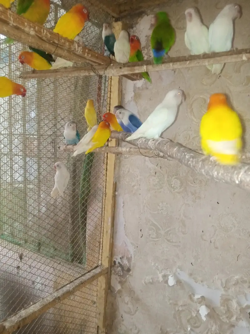 All colony for sale — photo 2