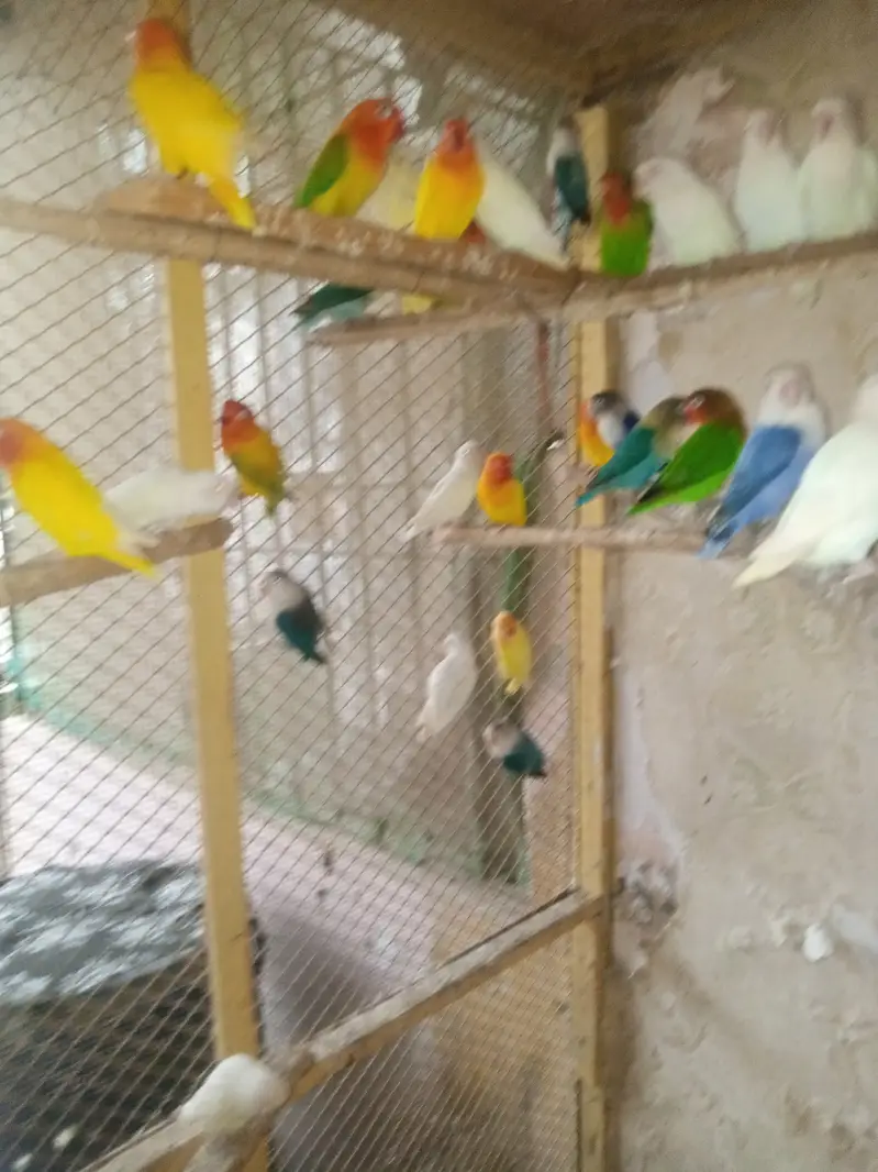 All colony for sale — photo 4