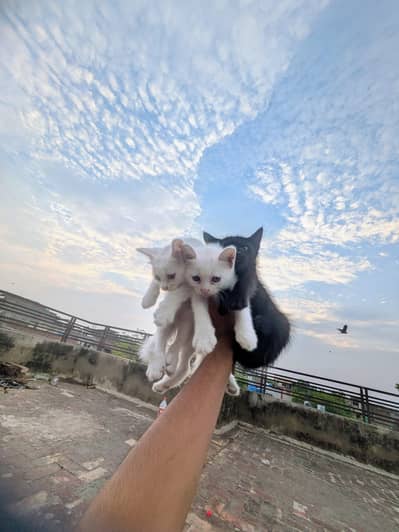 cute persian cat