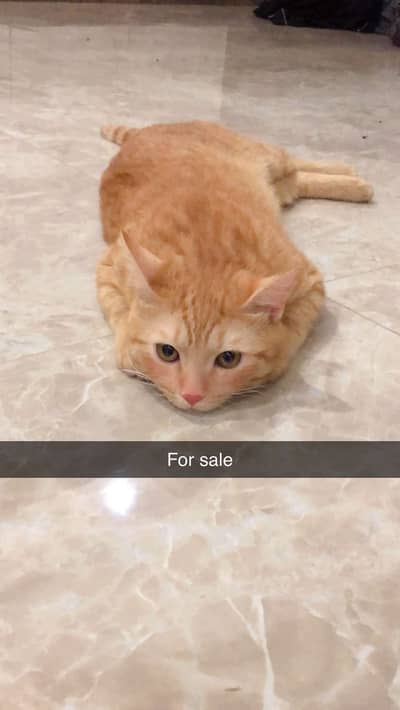 Persian tebby cat buyers contact me in given number
