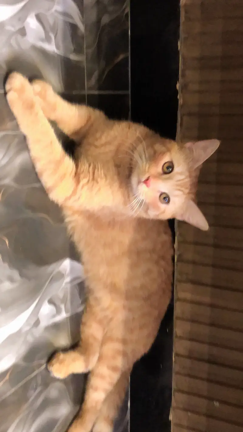 Persian tebby cat buyers contact me in given number — photo 2