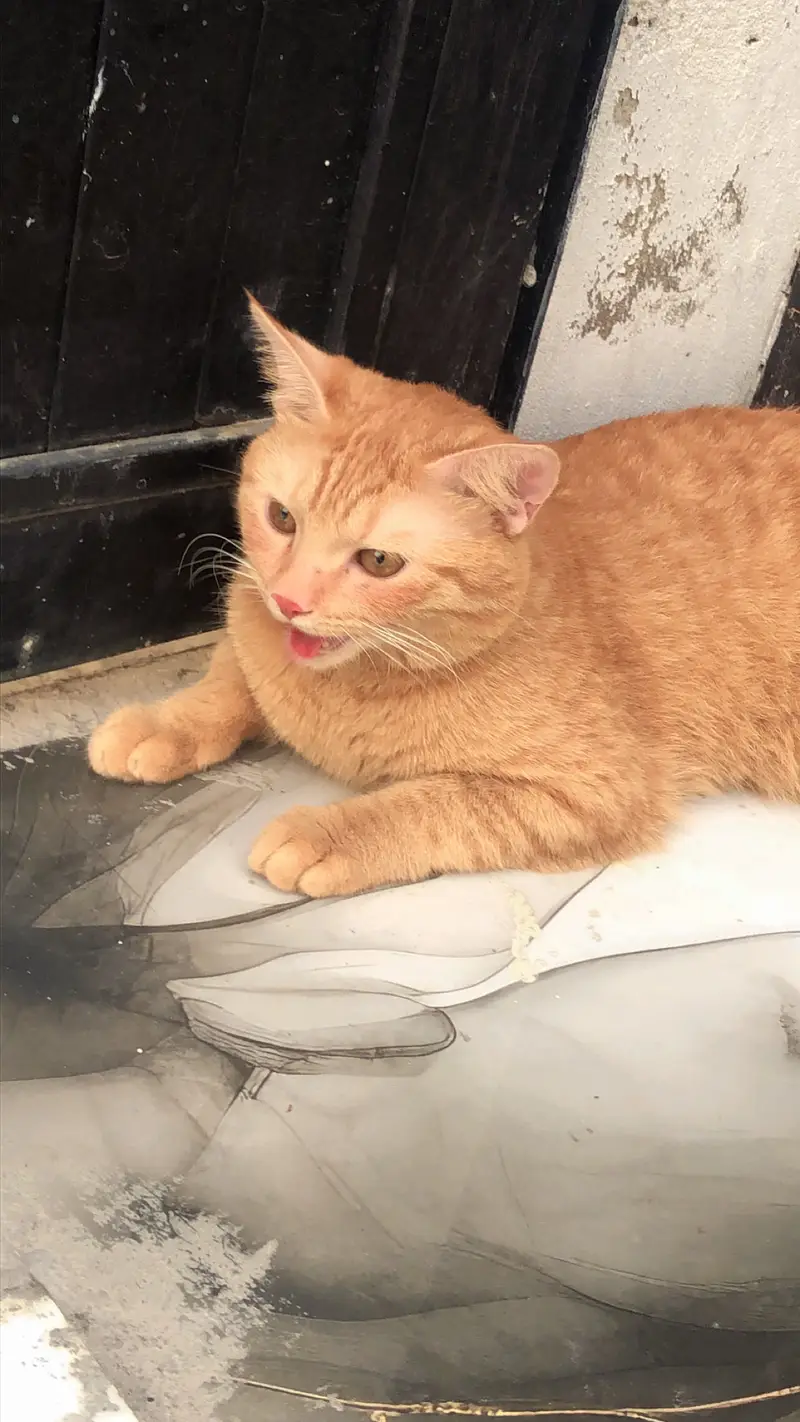 Persian tebby cat buyers contact me in given number — photo 3