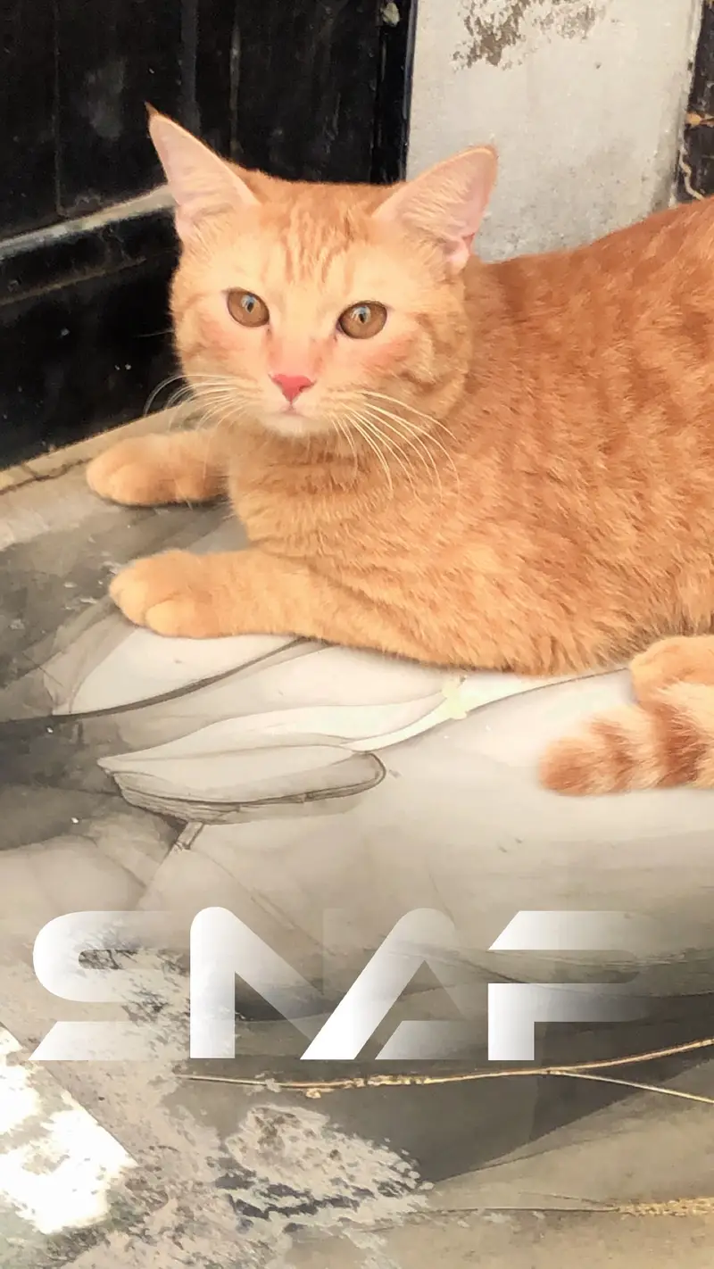 Persian tebby cat buyers contact me in given number — photo 4