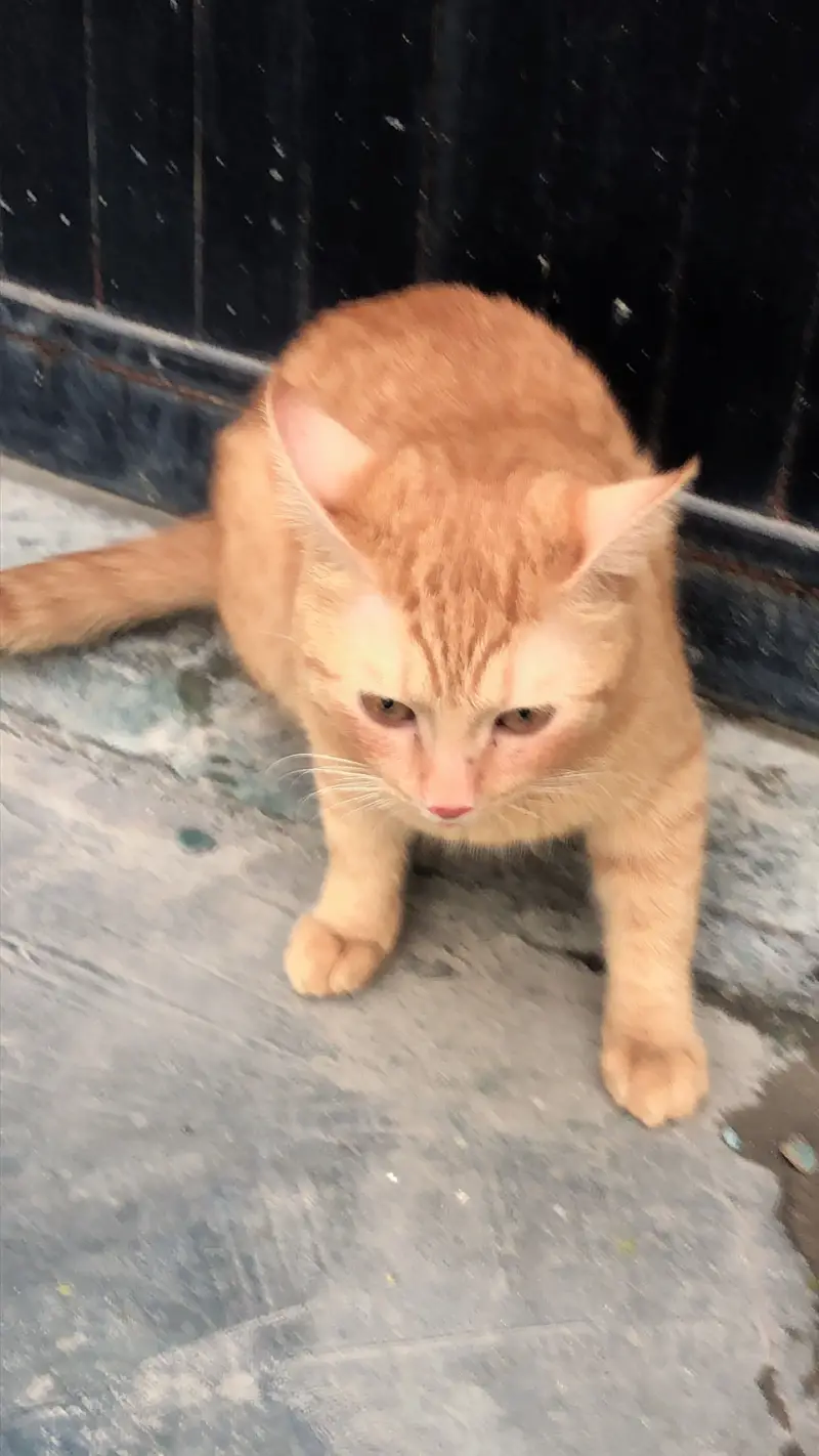 Persian tebby cat buyers contact me in given number — photo 5