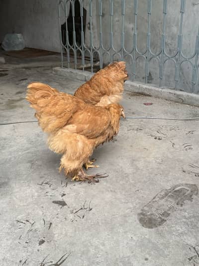 Breed:Golden buff for sale