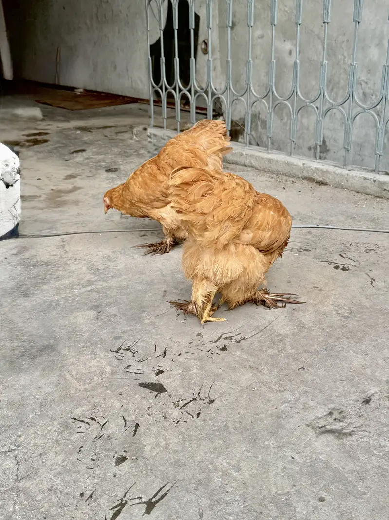 Breed:Golden buff for sale — photo 2